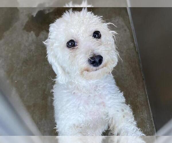 Medium Photo #1 Poodle (Miniature) Puppy For Sale in Orange, CA, USA