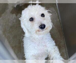 Poodle (Miniature) Dogs for adoption in Orange, CA, USA