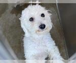 Small Poodle (Miniature)