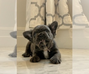 French Bulldog Puppy for sale in LAS VEGAS, NV, USA