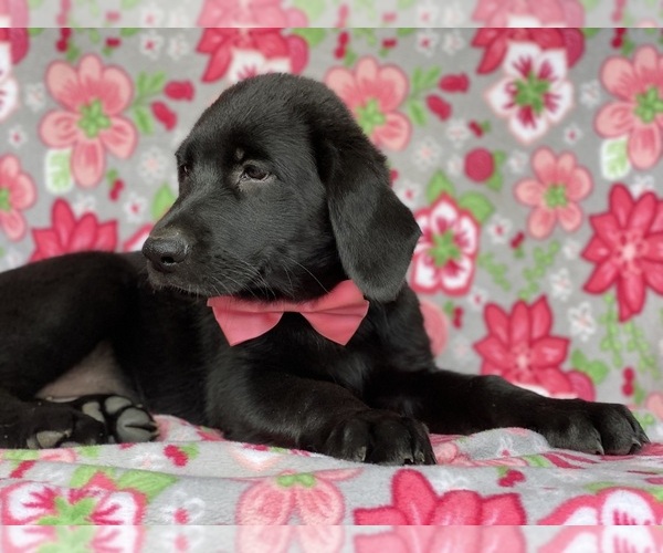 Medium Photo #2 Shepradors Puppy For Sale in LANCASTER, PA, USA