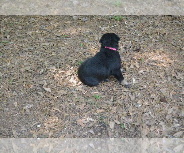 Medium Photo #2 German Shepherd Dog Puppy For Sale in POWDER SPRINGS, GA, USA