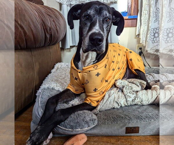 Medium Photo #7 Great Dane Puppy For Sale in St. Louis Park, MN, USA