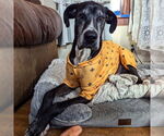 Small #6 Great Dane