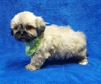Medium Photo #33 Lhasa Apso Puppy For Sale in BUFFALO, MO, USA