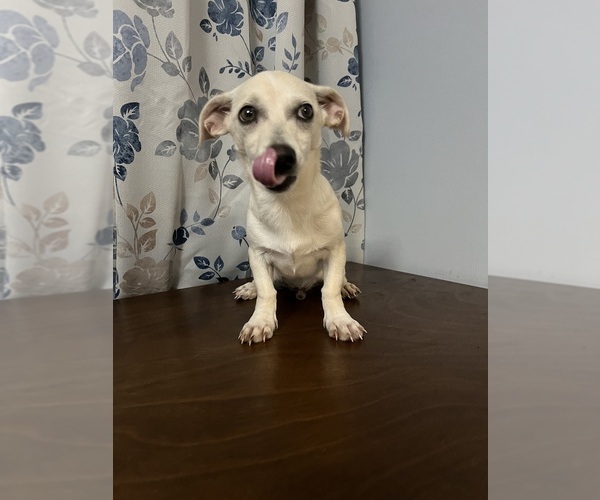 Medium Photo #38 Chihuahua Puppy For Sale in DURHAM, CT, USA