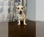 Small #37 Chihuahua