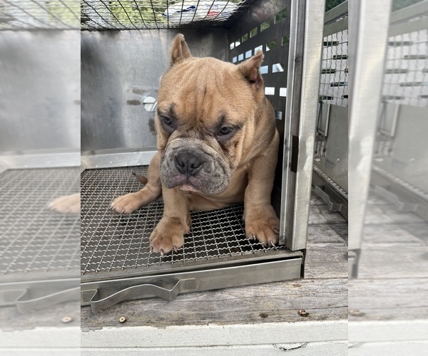 Medium Photo #2 American Bully Puppy For Sale in CLEVELAND, NC, USA