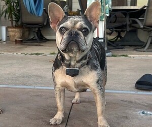 Mother of the French Bulldog puppies born on 06/05/2025