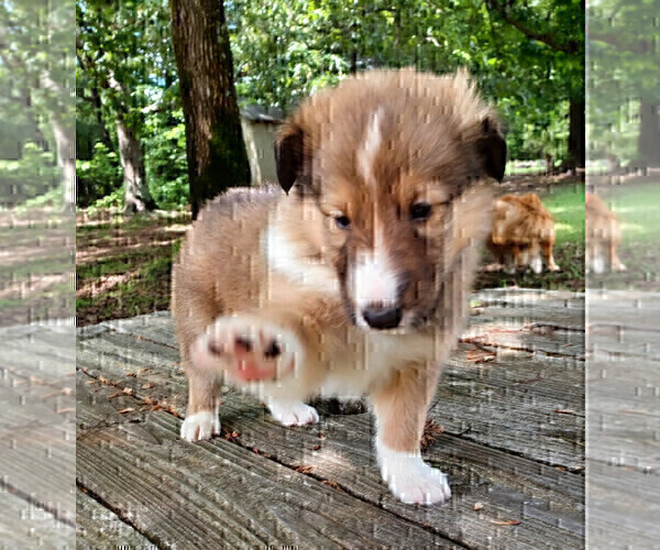 Medium Photo #12 Collie Puppy For Sale in CHARLOTTE, NC, USA
