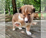 Small #11 Collie