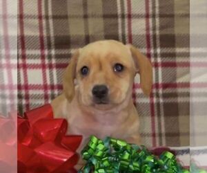 Dachshund Puppy for sale in FREDONIA, PA, USA