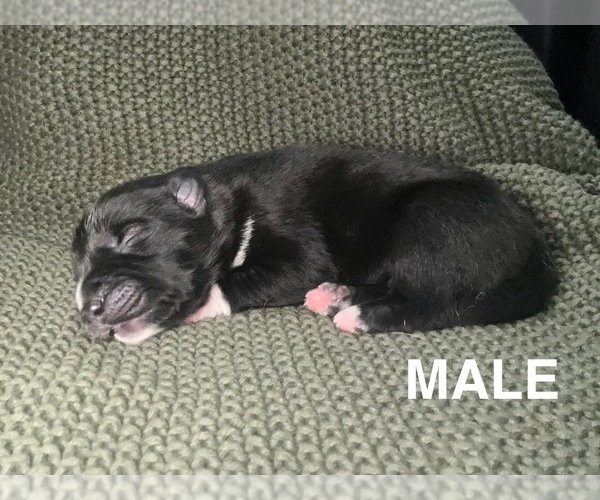 Medium Photo #4 Aussie Siberian Puppy For Sale in LADY LAKE, FL, USA