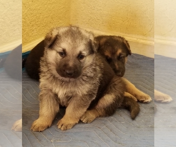 Medium Photo #3 German Shepherd Dog Puppy For Sale in PHOENIX, AZ, USA