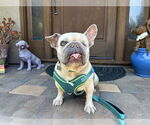 Small #1 French Bulldog