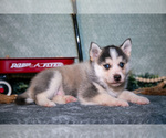 Small #1 Pomsky