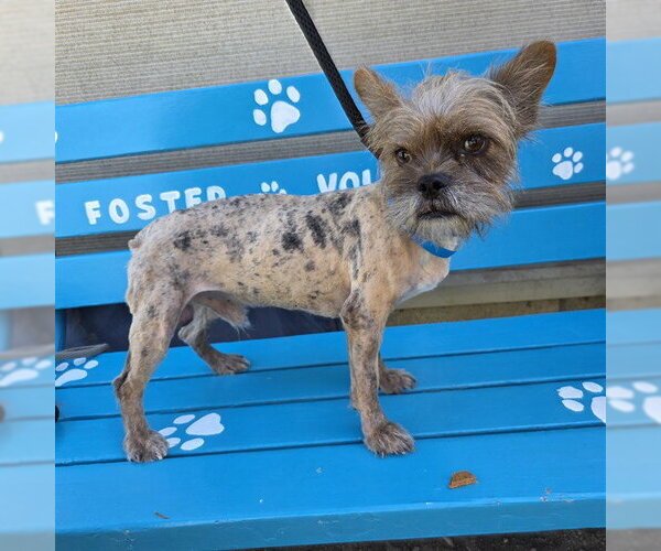 Medium Photo #1 Mutt Puppy For Sale in Long Beach, CA, USA