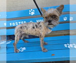 *PORK RIND - Male Mutt Dog for Adoption - Small photo