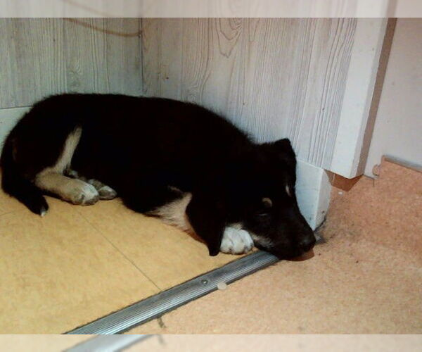 Medium Photo #1 German Shepherd Dog-Unknown Mix Puppy For Sale in Martinez, CA, USA