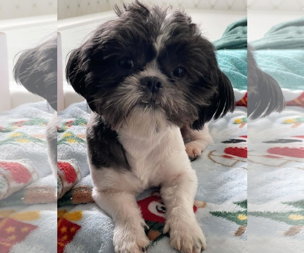 Medium Photo #1 Mutt Puppy For Sale in Ridgefield, CT, USA