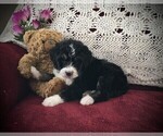 Small Photo #4 Bernedoodle Puppy For Sale in CLARE, MI, USA