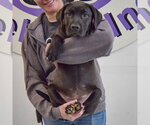 Small #4 American Staffordshire Terrier Mix