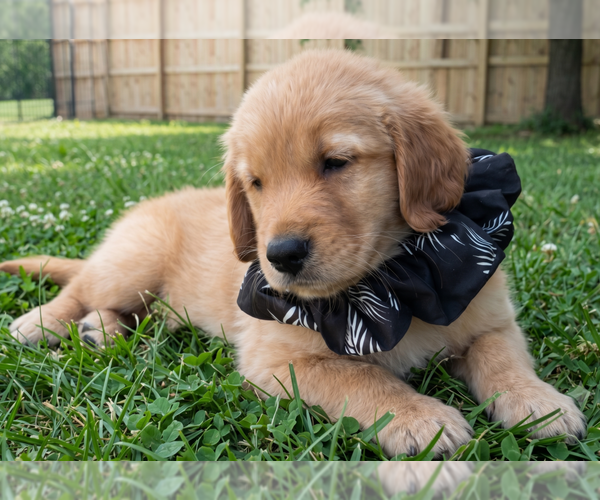 Medium Photo #1 Golden Retriever Puppy For Sale in Grovertown, IN, USA