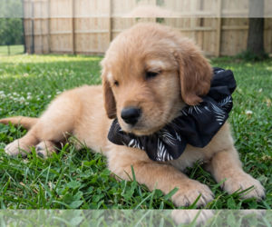 Golden Retriever Dogs for adoption in Grovertown, IN, USA