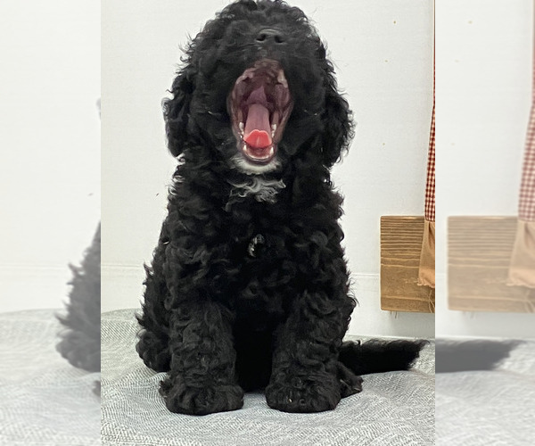 Medium Photo #1 Poodle (Miniature) Puppy For Sale in MEMPHIS, MO, USA
