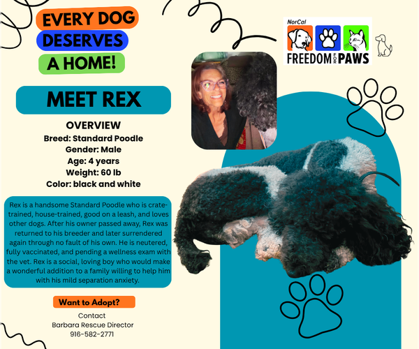 Medium Photo #1 Poodle (Standard) Puppy For Sale in Rancho Cordova, CA, USA