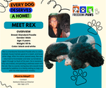Rex - Male Poodle (Standard) Dog for Adoption - Small photo