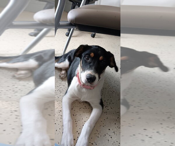 Medium Photo #2 Beagle-Unknown Mix Puppy For Sale in Muskegon, MI, USA