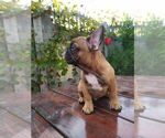 Small Photo #12 French Bulldog Puppy For Sale in HOLLYWOOD, CA, USA