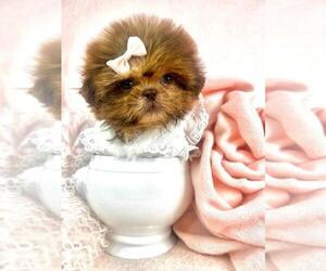 Shih Tzu Puppy for sale in FORT LAUDERDALE, FL, USA