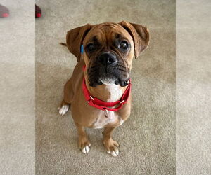 Boxer Dogs for adoption in Dumont, NJ, USA