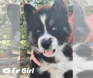 Siberian Husky Puppy for sale in FORT MEADE, FL, USA