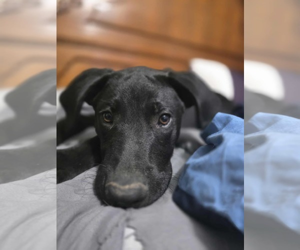 Medium Photo #5 Labrador Retriever-Unknown Mix Puppy For Sale in Fenton, MO, USA