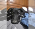 Small #4 Labrador Retriever Mix