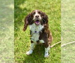 Small #1 Cocker Spaniel Mix