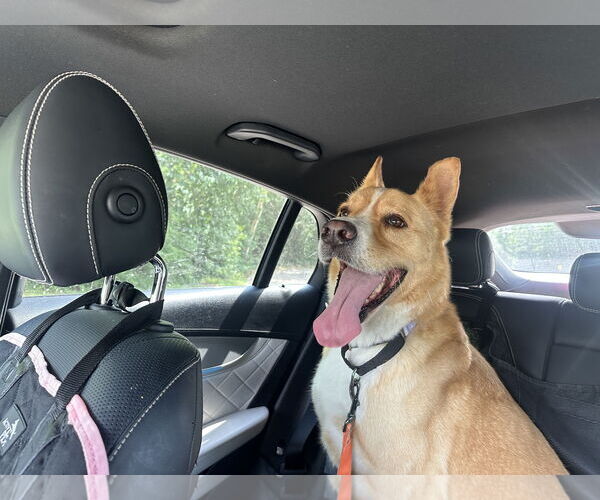 Medium Photo #11 Mutt Puppy For Sale in The Woodlands, TX, USA