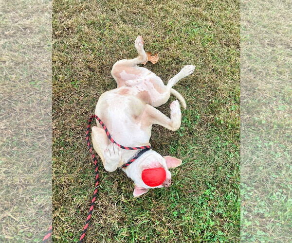 Medium Photo #19 Mutt Puppy For Sale in Unionville, PA, USA