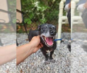 Chihuahua-Unknown Mix Dogs for adoption in Franklin, North Carolina, NC, USA