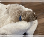 Small Photo #3 Goldendoodle-Poodle (Miniature) Mix Puppy For Sale in PALMETTO, FL, USA