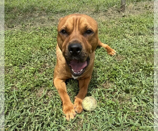 Medium Photo #2 Mutt Puppy For Sale in Houston, TX, USA
