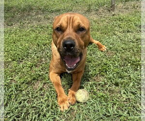 Tommy - Male Labrador Retriever-Unknown Mix Dog for Adoption - Photo #2