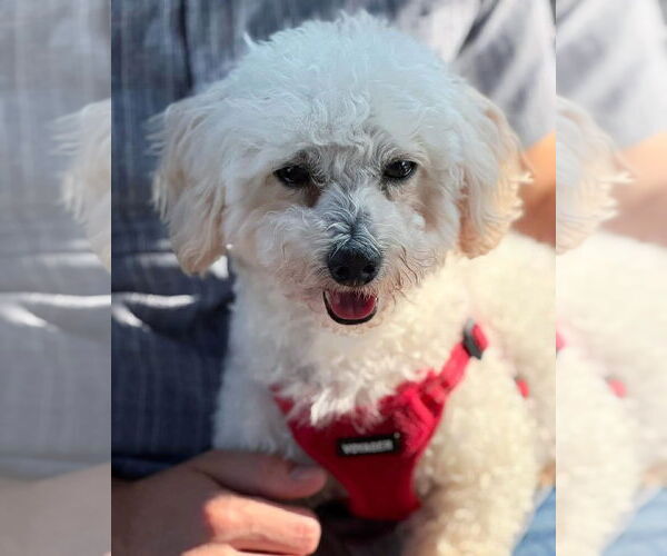 Medium Photo #11 Poodle (Miniature) Puppy For Sale in St. Louis Park, MN, USA