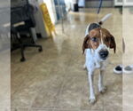Small Mutt