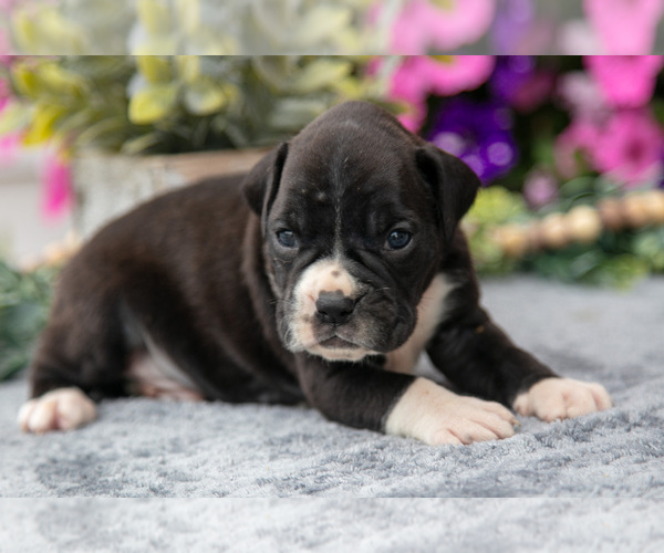 Medium Photo #5 Boxer Puppy For Sale in GRABILL, IN, USA