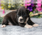 Small #4 Boxer