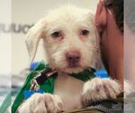 Small #4 Mutt